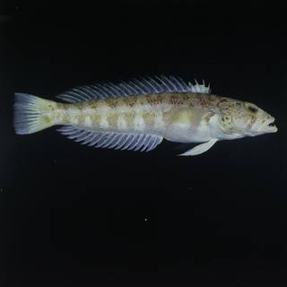 To NMNH Extant Collection (Parapercis albipinna FIN031733 Slide 120 mm)