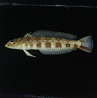 To NMNH Extant Collection (Parapercis maculata FIN031764 Slide 120 mm)