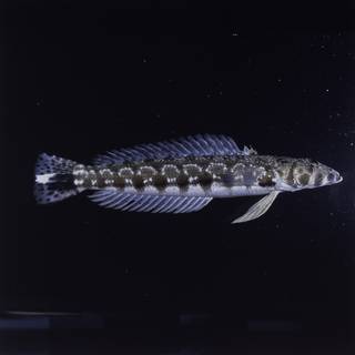 To NMNH Extant Collection (Parapercis millepunctata FIN031767 Slide 120 mm)