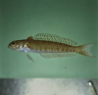 To NMNH Extant Collection (Parapercis natator FIN031776 Slide 120 mm)