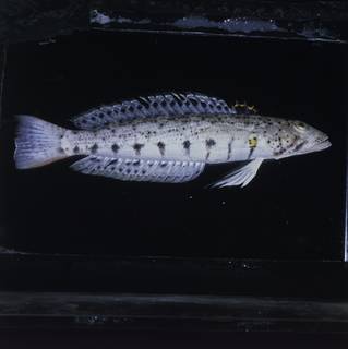 To NMNH Extant Collection (Parapercis punctulata FIN031778 Slide 120 mm)