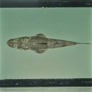 To NMNH Extant Collection (Cociella crocodila FIN031831 Slide 120 mm)