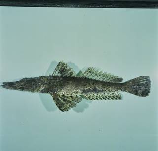 To NMNH Extant Collection (Cymbacephalus beauforti FIN031836 Slide 120 mm)