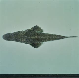 To NMNH Extant Collection (Cymbacephalus beauforti FIN031837 Slide 120 mm)