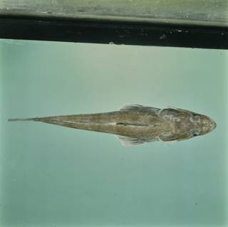 To NMNH Extant Collection (Grammoplites suppositus FIN031842 Slide 120 mm)