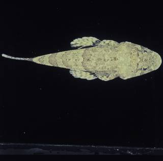To NMNH Extant Collection (Onigocia oligolepis FIN031845 Slide 120 mm)