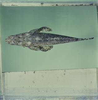 To NMNH Extant Collection (Papilloculiceps longiceps FIN031847 Slide 120 mm)