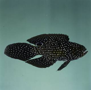 To NMNH Extant Collection (Calloplesiops altivelis FIN031899 Slide 120 mm)