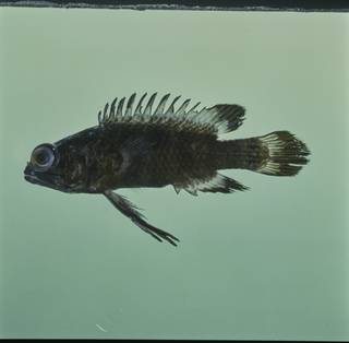 To NMNH Extant Collection (Plesiops insularis FIN031914 Slide 120 mm)