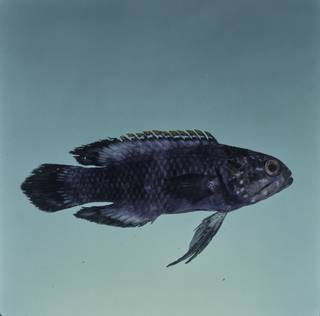 To NMNH Extant Collection (Plesiops mystaxus FIN031920 Slide 120 mm)