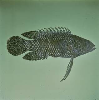 To NMNH Extant Collection (Plesiops nigricans FIN031922 Slide 120 mm)
