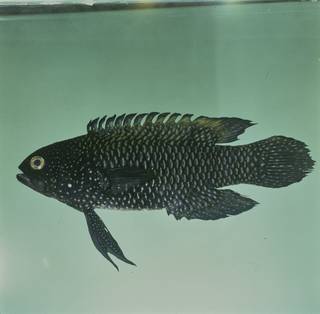 To NMNH Extant Collection (Plesiops nigricans FIN031923 Slide 120 mm)