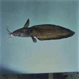 To NMNH Extant Collection (Plotosidae FIN031930 Slide 120 mm)