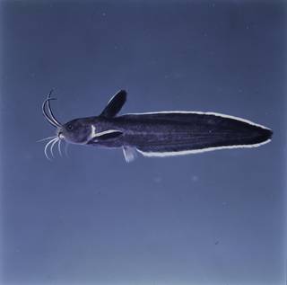 To NMNH Extant Collection (Paraplotosus FIN031932 Slide 120 mm)