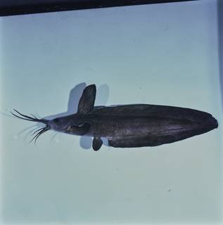 To NMNH Extant Collection (Paraplotosus FIN031933 Slide 120 mm)