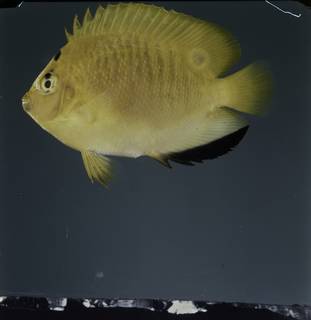 To NMNH Extant Collection (Apolemichthys trimaculatus FIN031959 Slide 120 mm)