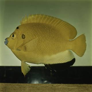 To NMNH Extant Collection (Apolemichthys trimaculatus FIN031960 Slide 120 mm)