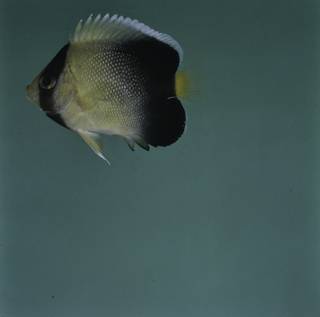 To NMNH Extant Collection (Apolemichthys xanthurus FIN031965 Slide 120 mm)