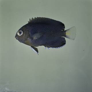 To NMNH Extant Collection (Centropyge fisheri FIN031987B Slide 120 mm)