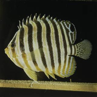 To NMNH Extant Collection (Paracentropyge multifasciata FIN032011 Slide 120 mm)