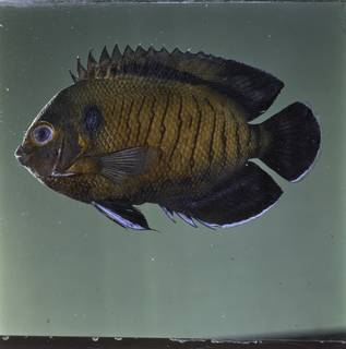 To NMNH Extant Collection (Centropyge multispinis FIN032015 Slide 120 mm)