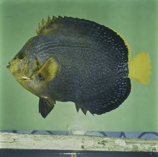 To NMNH Extant Collection (Chaetodontoplus chrysocephalus FIN032036 Slide 120 mm)