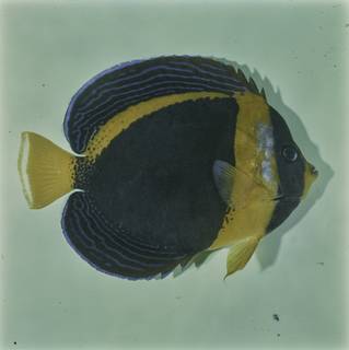 To NMNH Extant Collection (Chaetodontoplus duboulayi FIN032038 Slide 120 mm)