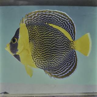 To NMNH Extant Collection (Chaetodontoplus duboulayi FIN032039 Slide 120 mm)