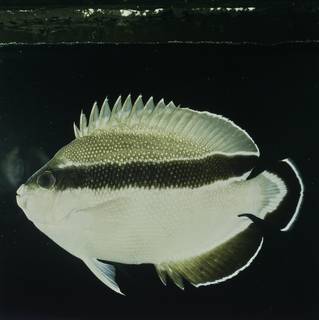 To NMNH Extant Collection (Apolemichthys arcuatus FIN032049 Slide 120 mm)