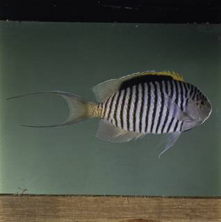 To NMNH Extant Collection (Genicanthus caudovittatus FIN032054 Slide 120 mm)