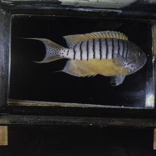 To NMNH Extant Collection (Genicanthus semicinctus FIN032064 Slide 120 mm)