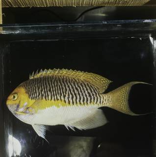 To NMNH Extant Collection (Genicanthus semifasciatus FIN032065 Slide 120 mm)