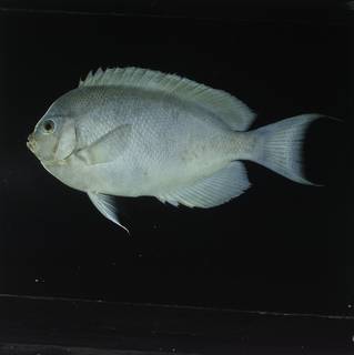 To NMNH Extant Collection (Genicanthus spinus FIN032070 Slide 120 mm)