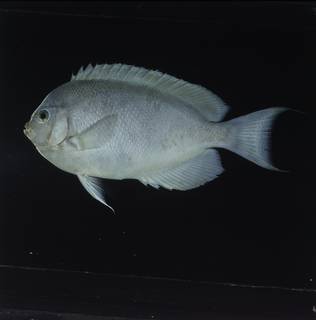 To NMNH Extant Collection (Genicanthus spinus FIN032070B Slide 120 mm)
