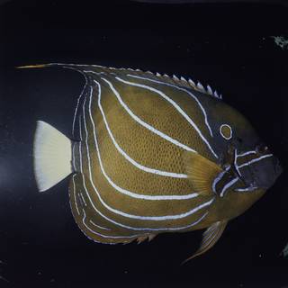 To NMNH Extant Collection (Pomacanthus annularis FIN032079 Slide 120 mm)