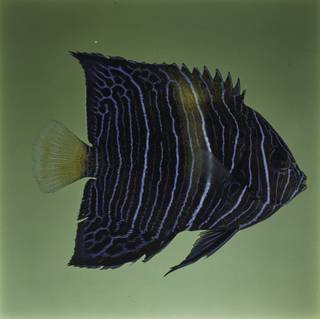 To NMNH Extant Collection (Pomacanthus asfur FIN032081 Slide 120 mm)