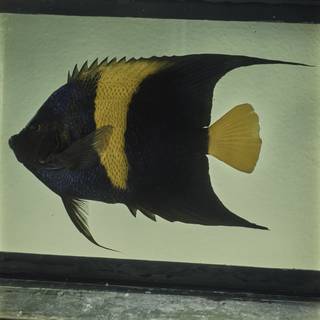 To NMNH Extant Collection (Pomacanthus asfur FIN032082 Slide 120 mm)