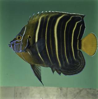To NMNH Extant Collection (Pomacanthus chrysurus FIN032083 Slide 120 mm)