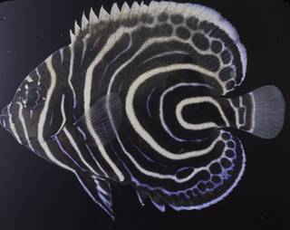 To NMNH Extant Collection (Pomacanthus imperator FIN032084 Slide 120 mm)