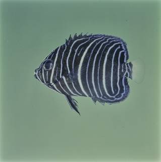 To NMNH Extant Collection (Pomacanthus maculosus FIN032090 Slide 120 mm)