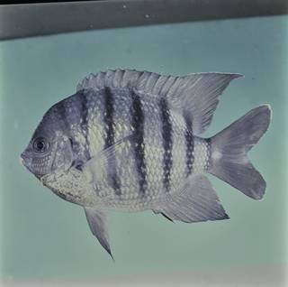 To NMNH Extant Collection (Abudefduf bengalensis FIN032117 Slide 120 mm)