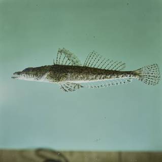 To NMNH Extant Collection (Platycephalidae FIN031821 Slide 120 mm)