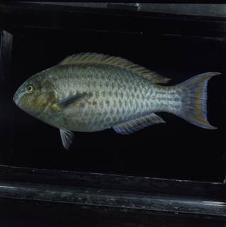 To NMNH Extant Collection (Scarus collana FIN033039 Slide 120 mm)