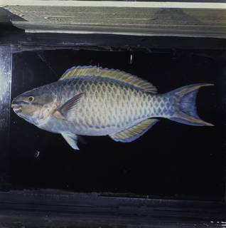 To NMNH Extant Collection (Scarus tricolor FIN033191 Slide 120 mm)
