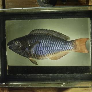 To NMNH Extant Collection (Scarus tricolor FIN033192 Slide 120 mm)