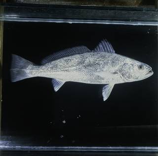 To NMNH Extant Collection (Otolithes ruber FIN033218 Slide 120 mm)