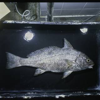 To NMNH Extant Collection (Umbrina ronchus FIN033237 Slide 120 mm)
