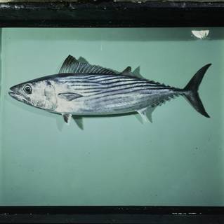To NMNH Extant Collection (Sarda australis FIN033261 Slide 120 mm)
