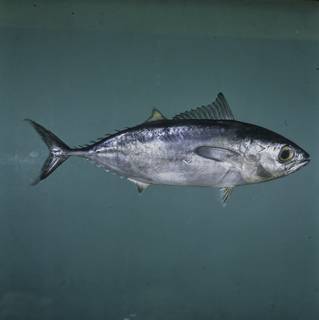 To NMNH Extant Collection (Thunnus FIN033277 Slide 120 mm)