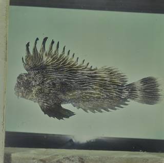To NMNH Extant Collection (Choridactylus striatus FIN033283 Slide 120 mm)